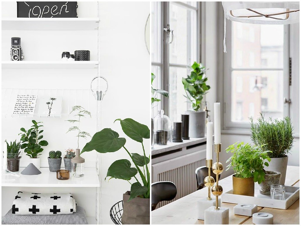 Urban Jungle, cette tendance qui nous met au vert