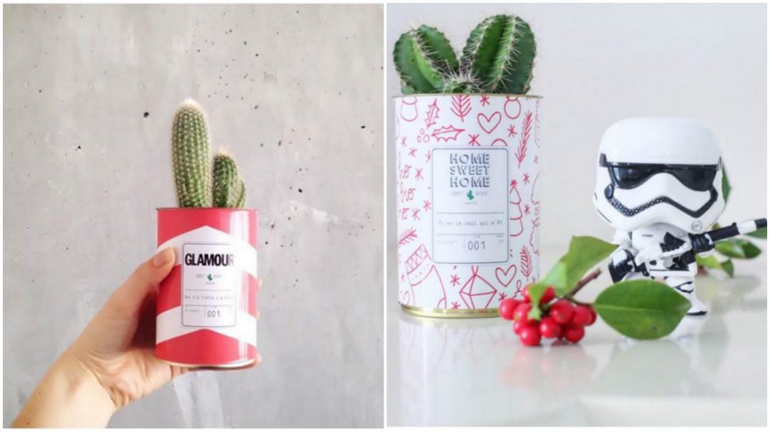 mini cactus pot graphique et coloré - glamour rouge- ay cactus