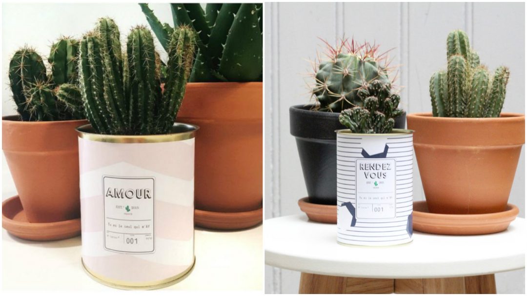 mini cactus tendance scandinave pot rose poudre ay cactus