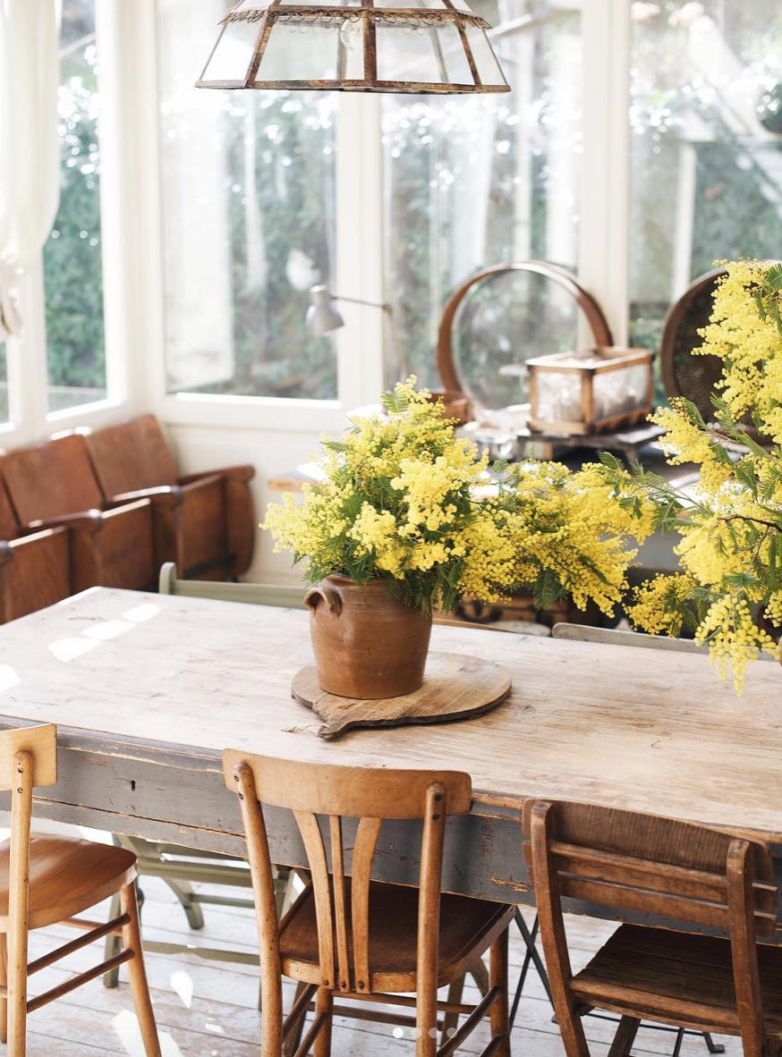 Le mimosa, la star de nos maisons